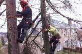 2 trees are tackled quickly with 2 climbers and 2 grounds men