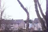 Lime tree in paisley leaning towards the building, dismantle and remove.