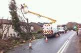 Dangerous Leyllandii leaning towards houses following high winds, next to busy road.