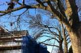 Such a large Sycamore even 2 climbers are lost in the canopy