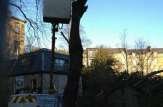 Dangerous Lime tree with shifted root plate in Hyndland dismantled from Cherry Picker.