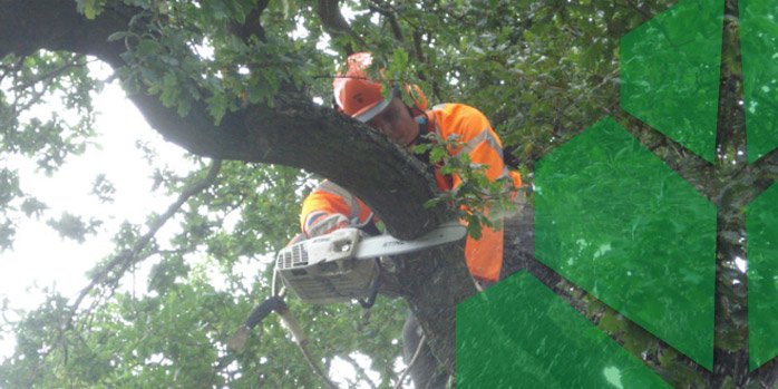 Technical Tree Services: Health and Safety